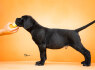 Cane Corso Gražūs šuniukai (6)