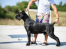 Cane Corso Gražūs šuniukai (8)
