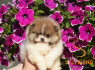 Pomeranijos Boo nuostabūs šuniukai