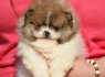 Pomeranijos Boo nuostabūs šuniukai (2)