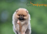 Pomeranijos Boo nuostabūs šuniukai (5)