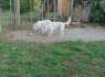 Baltųjų Šveicarų Aviganių Šuniukai (2)