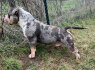 American Bully Pocket patinas ir patelė parduodami (1)