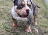 American Bully Pocket patinas ir patelė parduodami (2)