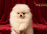 Pomeranai BOO meškiukai, Pomeranijos špicai šuniukai (1)