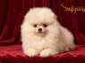 Pomeranai BOO meškiukai, Pomeranijos špicai šuniukai (2)