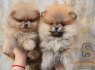Pomeranai BOO meškiukai, Pomeranijos špicai šuniukai (4)