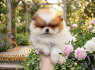 Pomeranai BOO meškiukai, Pomeranijos špicai šuniukai (5)