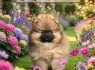 Pomeranai BOO meškiukai, Pomeranijos špicai šuniukai (6)