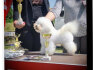 Bichon Frise gražūs šuniukai (1)