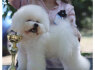 Bichon Frise gražūs šuniukai (2)