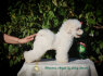 Bichon Frise gražūs šuniukai (3)