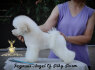 Bichon Frise gražūs šuniukai (4)