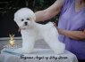 Bichon Frise gražūs šuniukai (5)