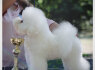 Bichon Frise gražūs šuniukai (6)
