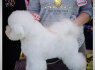 Bichon Frise gražūs šuniukai (7)