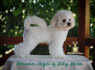 Bichon Frise gražūs šuniukai (8)