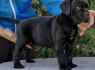 Cane Corso šuniukai (1)
