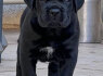 Cane Corso šuniukai (2)