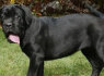 Cane Corso šuniukai (3)
