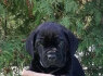 Cane Corso šuniukai (4)