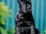 Cane Corso šuniukai (5)
