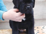 Cane Corso šuniukai (6)