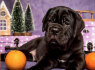 Cane Corso šuniukai (7)