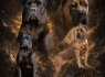 Cane Corso šuniukai (1)