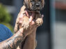 Cane Corso šuniukai (2)