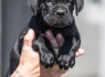 Cane Corso šuniukai (3)