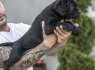 Cane Corso šuniukai (4)