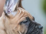 Cane Corso šuniukai (5)