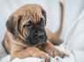 Cane Corso šuniukai (6)