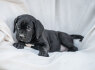 Cane Corso šuniukai (7)