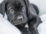 Cane Corso šuniukai (8)