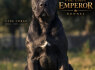 Cane Corso kalytė (1)