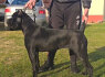 Cane Corso kalytė (3)