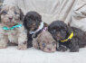 Maltipoo gražūs šuniukai