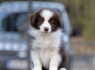 Border Collie šuniukai (2)