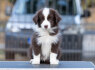 Border Collie šuniukai (3)