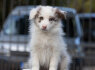 Border Collie šuniukai (5)