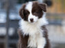 Border Collie šuniukai (6)