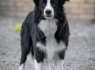 Border Collie šuniukai (8)