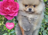 Pomeranijos Boo nuostabūs šuniukai