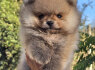 Pomeranijos Boo nuostabūs šuniukai (2)