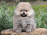 Pomeranijos Boo nuostabūs šuniukai (3)