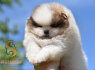 Pomeranijos Boo nuostabūs šuniukai (4)