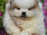Pomeranijos Boo nuostabūs šuniukai (5)