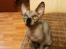 Sphynx kačiukai